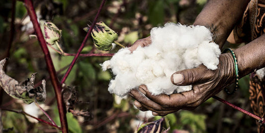 Ist Bio-Baumwolle wirklich nachhaltiger? Fakten & Kaufguide